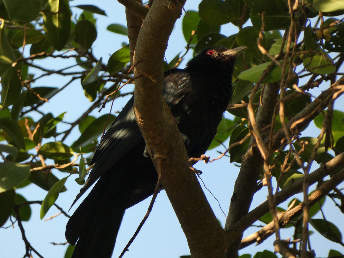 Asian Koel - Ulises Garzas Martinez