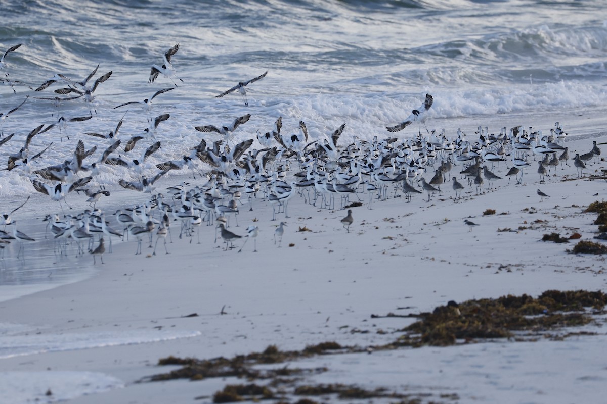 Crab-Plover - ML617351460