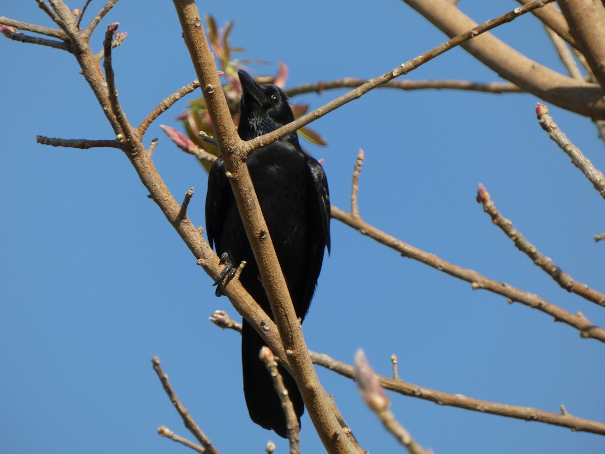 Large-billed Crow - Ulises Garzas Martinez