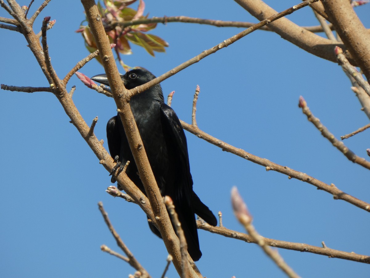 Large-billed Crow - Ulises Garzas Martinez