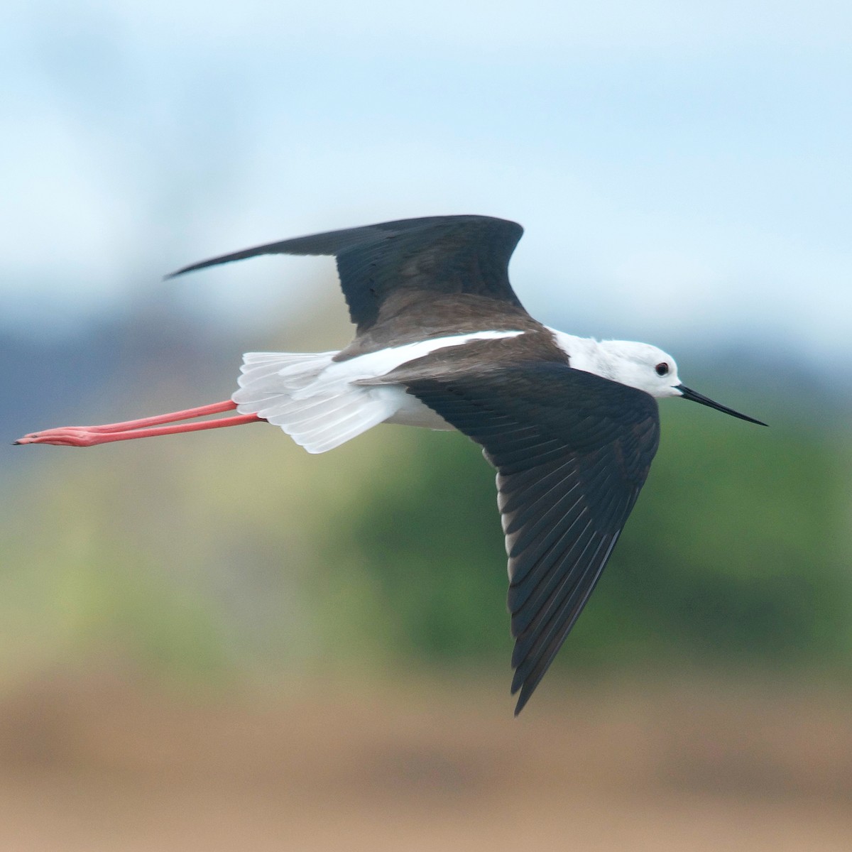 Black-winged Stilt - Duwan Botha