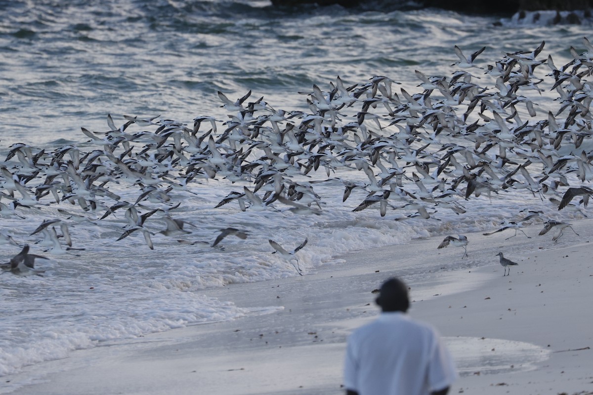 Crab-Plover - ML617351487