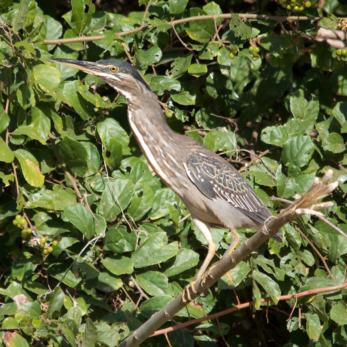 Striated Heron - Duwan Botha