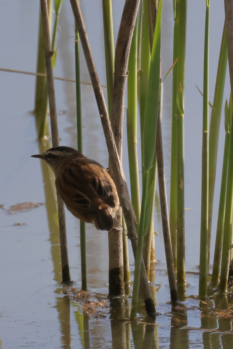 Moustached Warbler - Yan OTTESEN