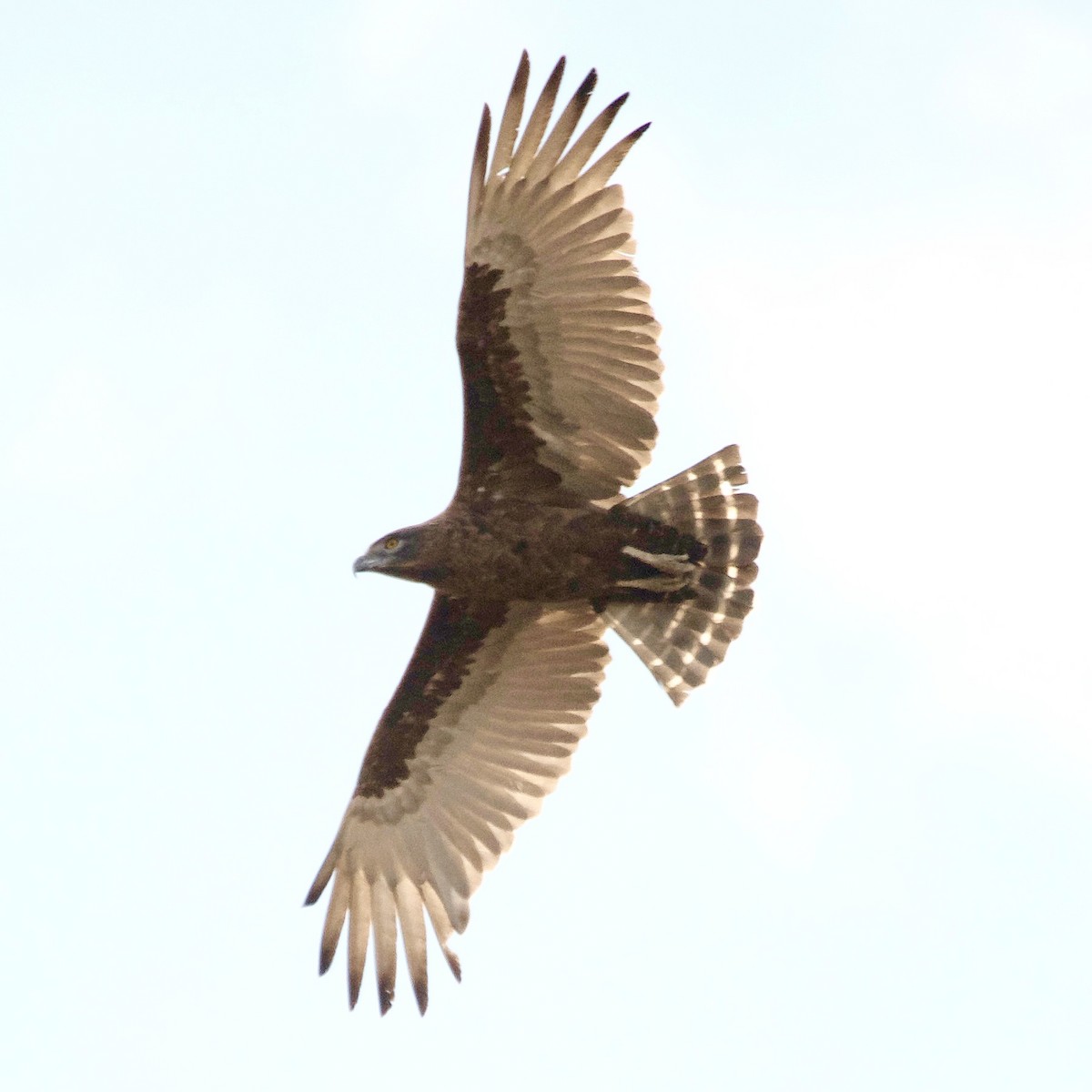 Brown Snake-Eagle - Duwan Botha