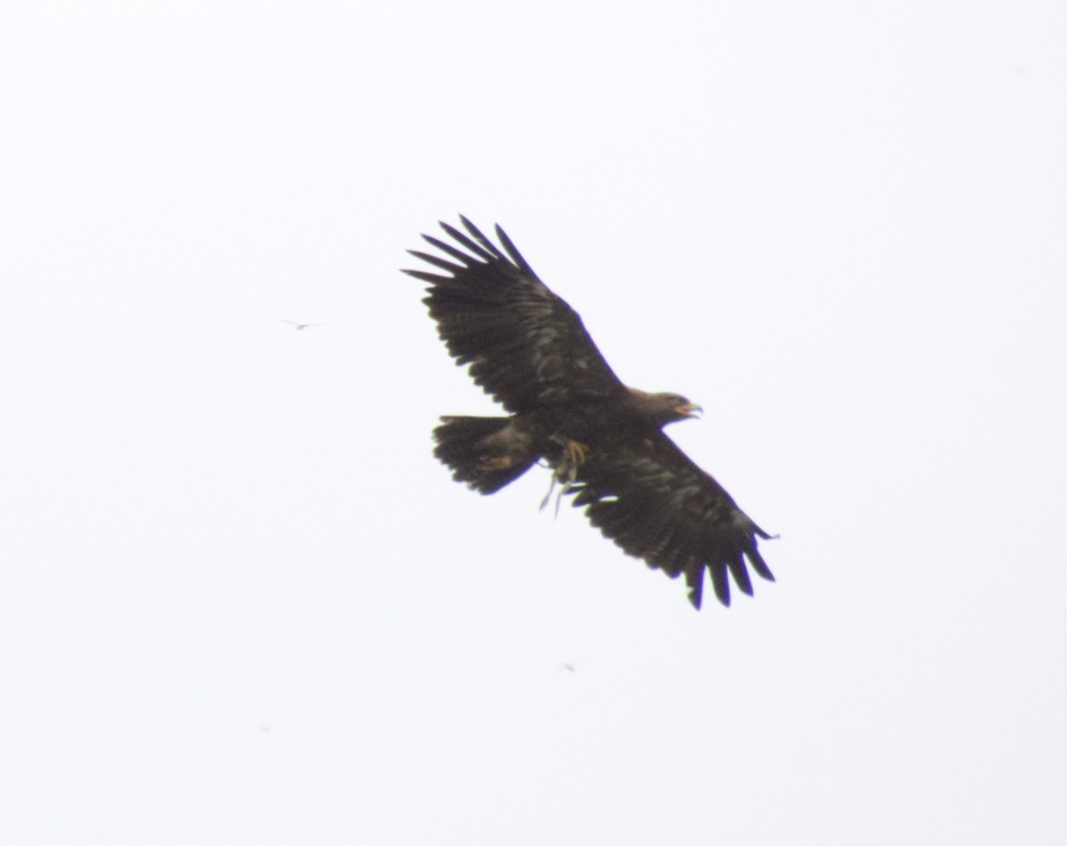 Lesser Spotted Eagle - said nosrat
