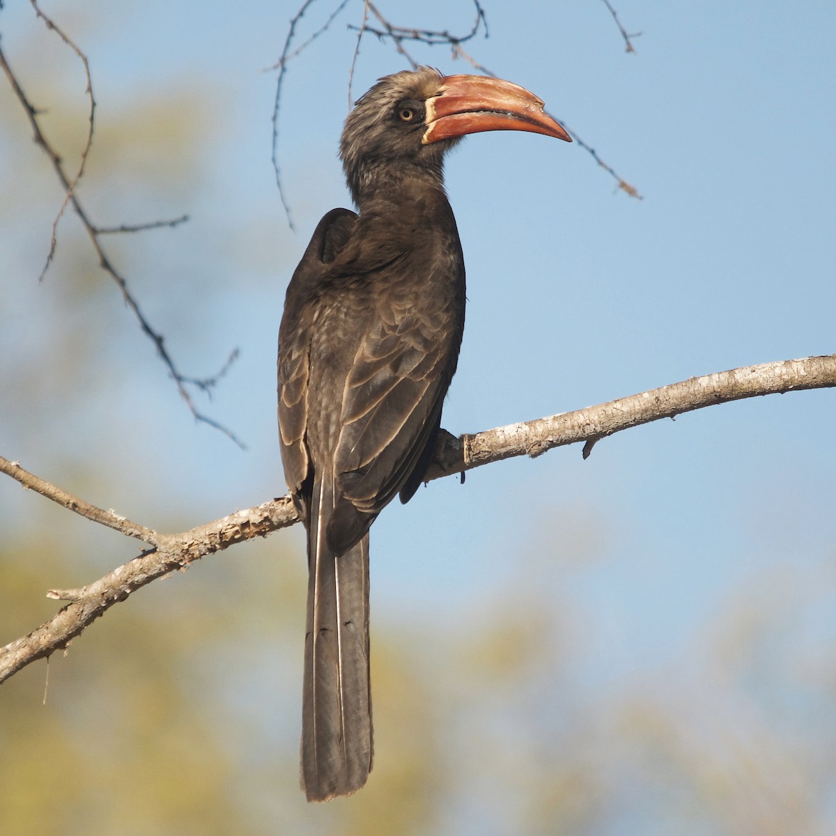 Crowned Hornbill - ML617351514