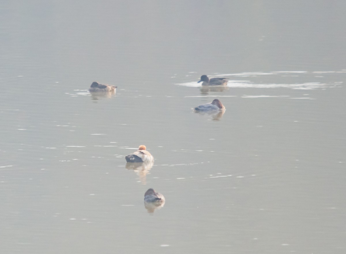 Tufted Duck - Arun Raghuraman