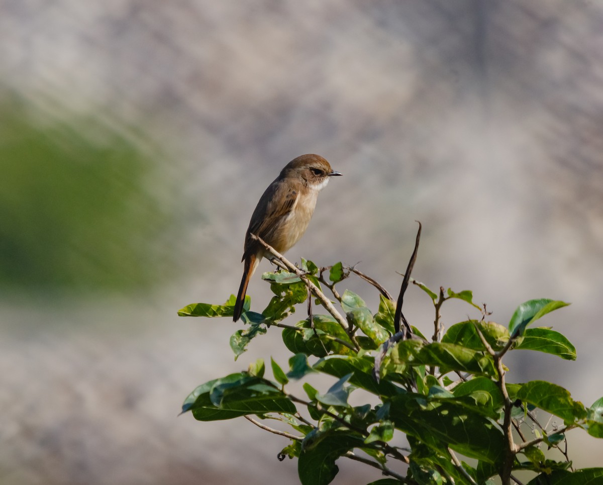 Gray Bushchat - Arun Raghuraman