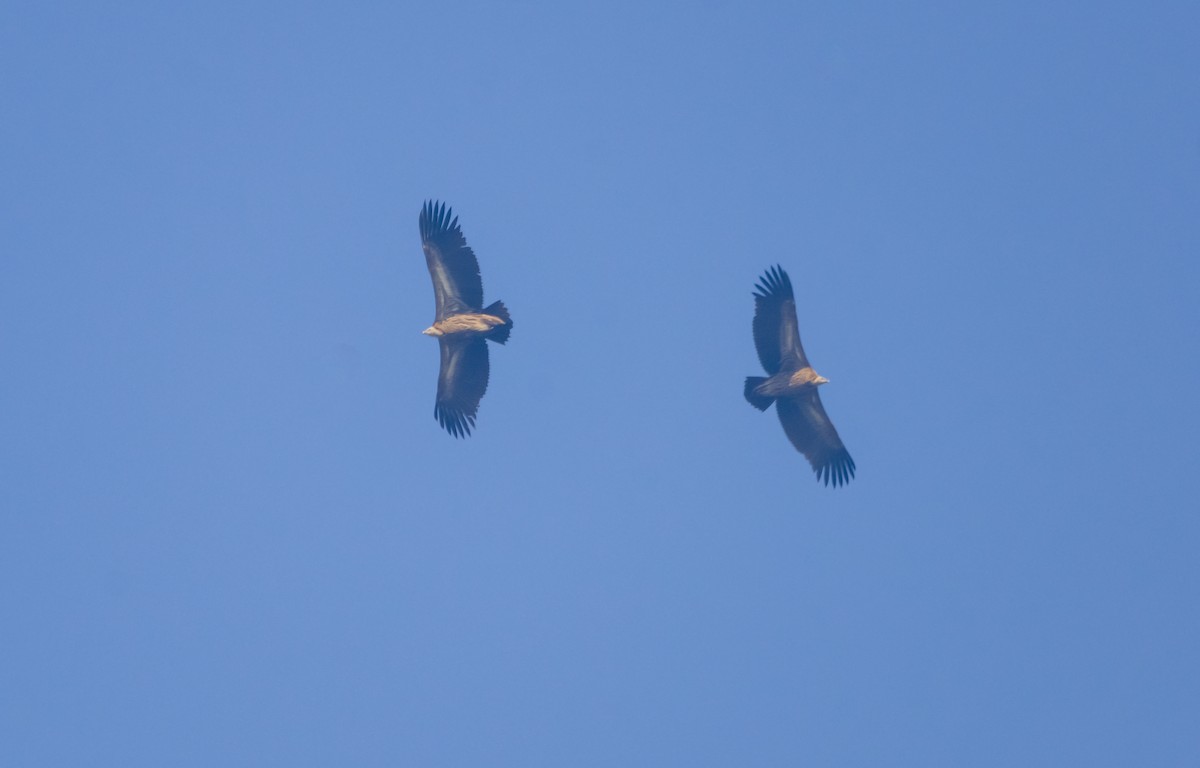 Eurasian Griffon - Arun Raghuraman