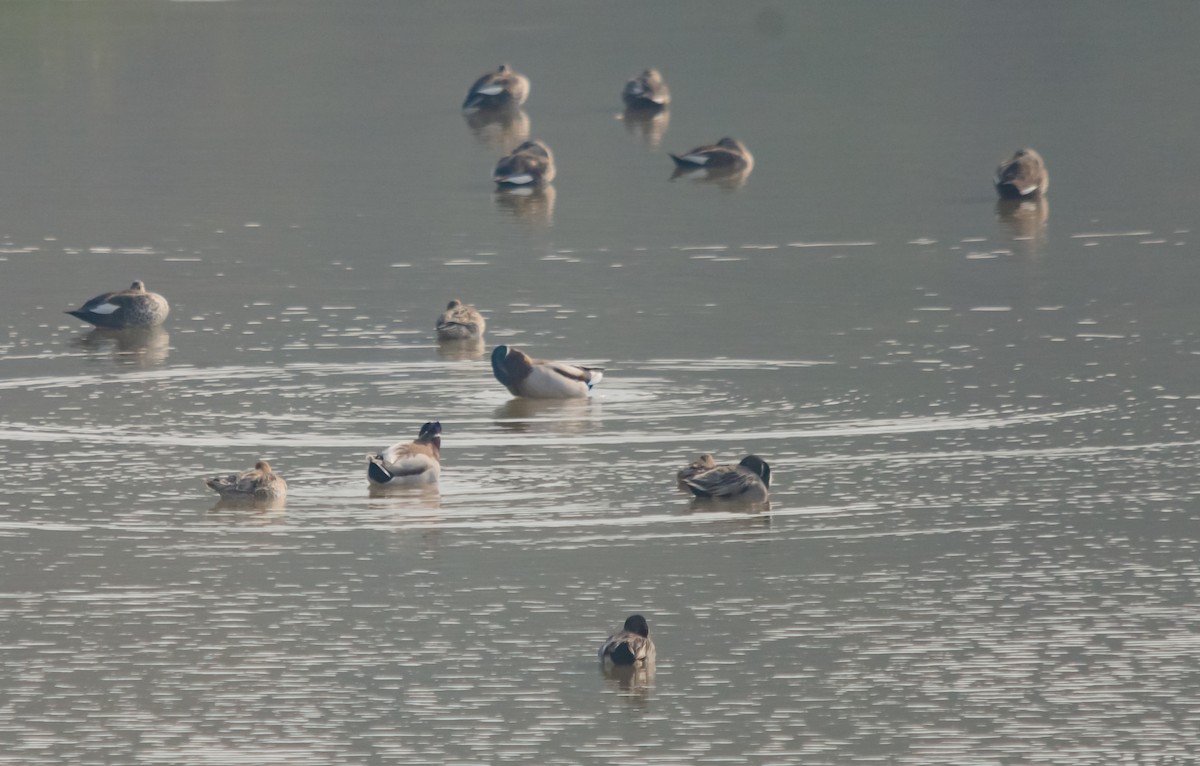 Mallard - Arun Raghuraman