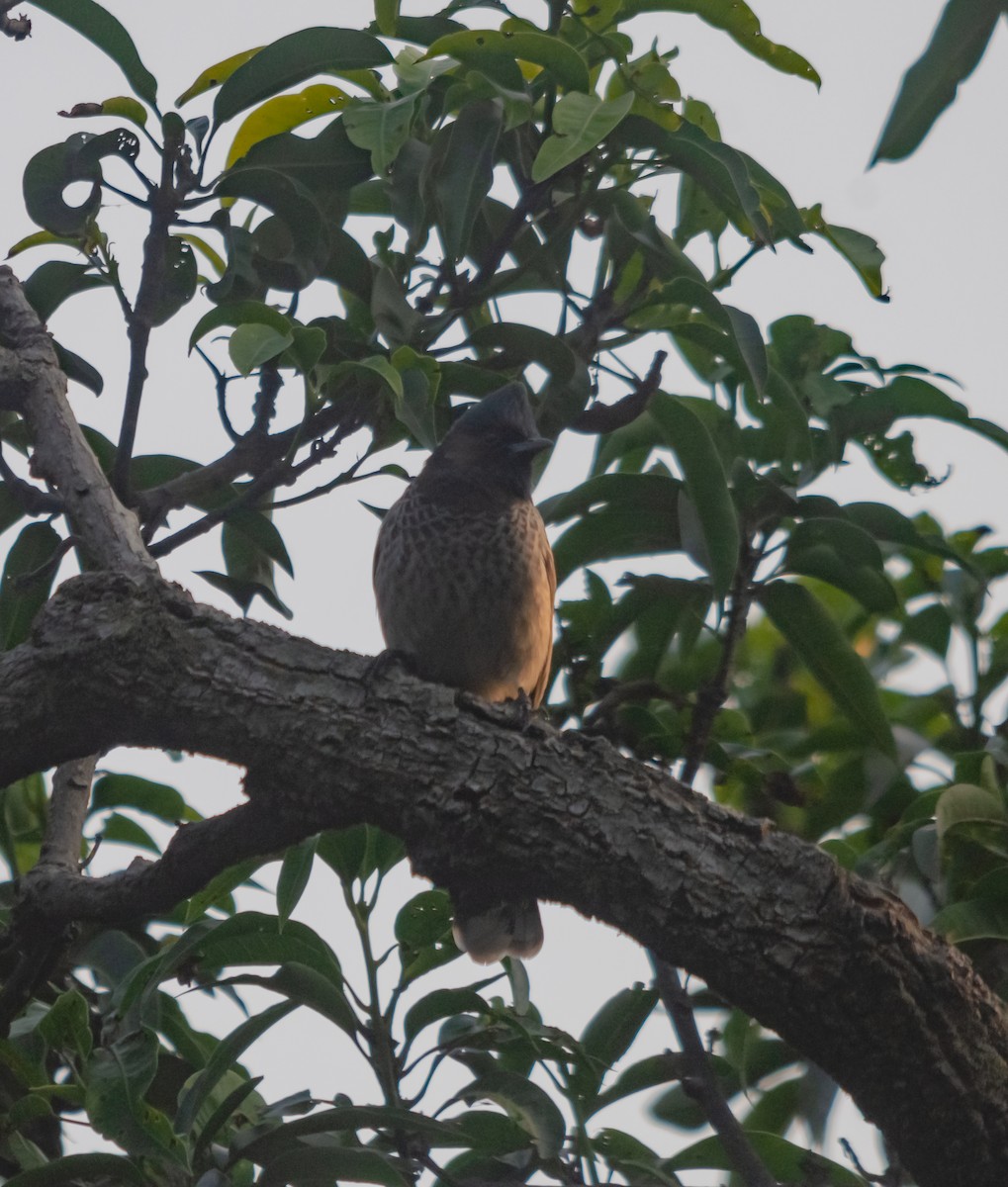 Bulbul à ventre rouge - ML617351603