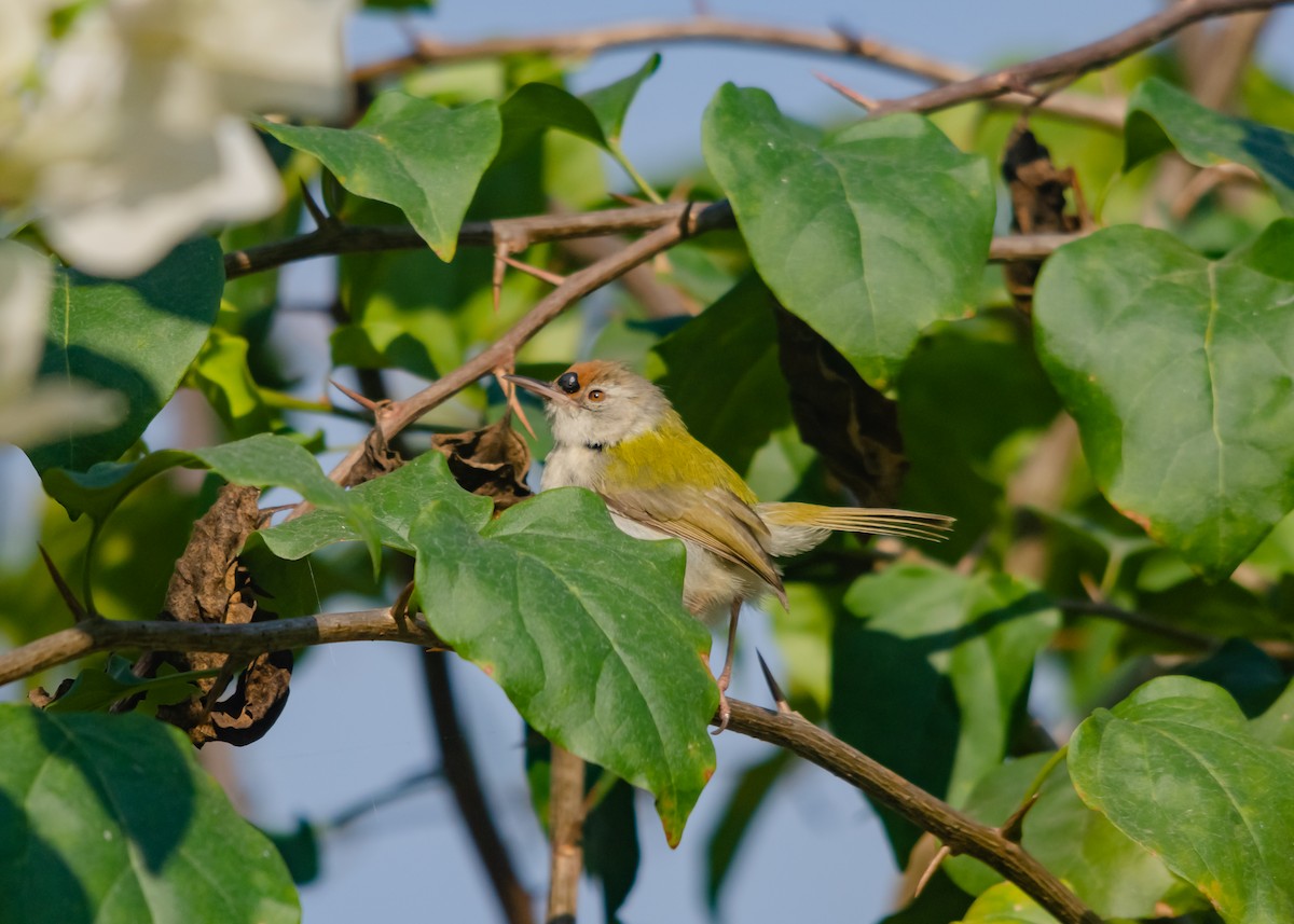 Rotstirn-Schneidervogel - ML617351605