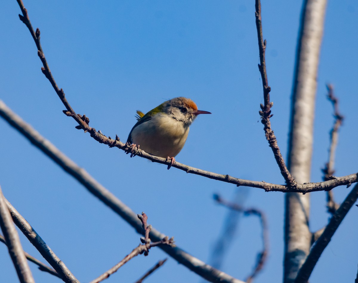 Rotstirn-Schneidervogel - ML617351606