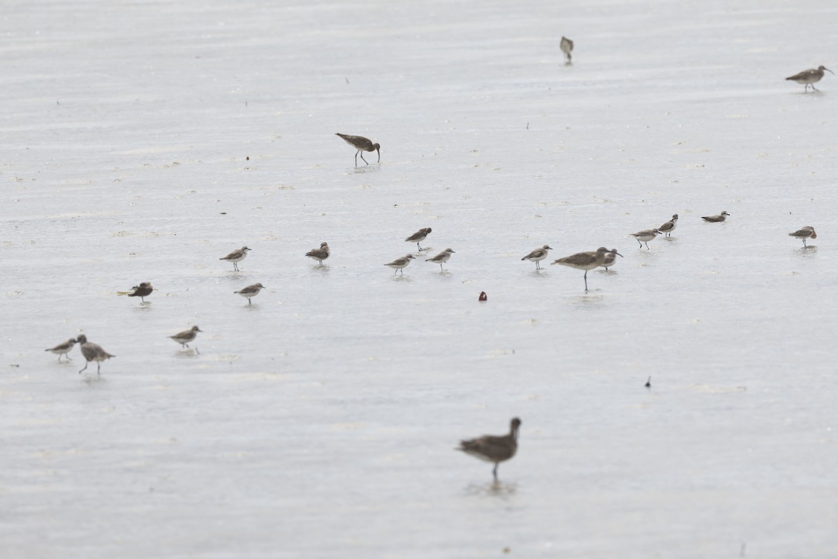 Tibetan Sand-Plover - Mario Garcia