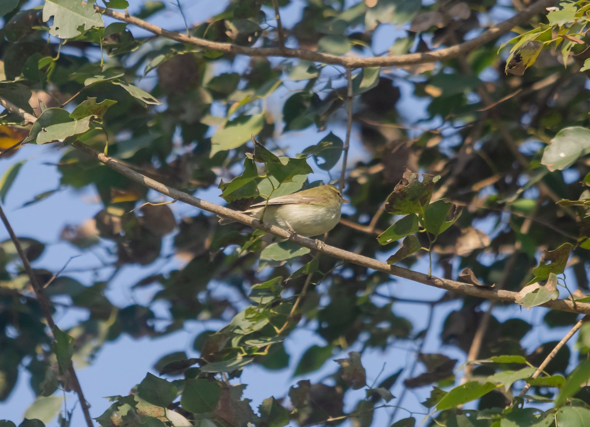 Mosquitero de Tickell/de Quinghai - ML617351608