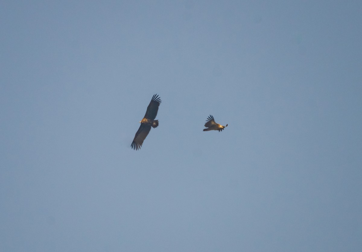 Cinereous Vulture - Arun Raghuraman