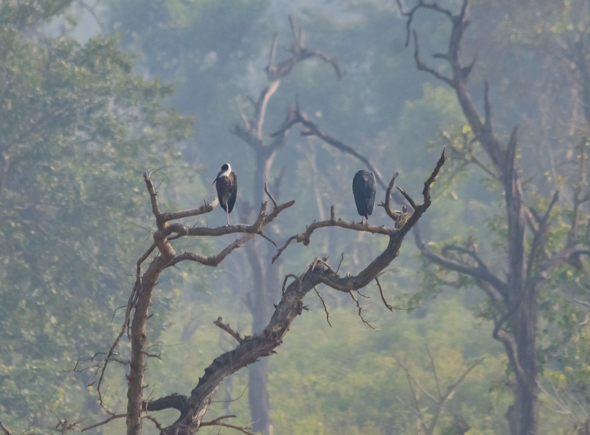 Asian Woolly-necked Stork - ML617351613