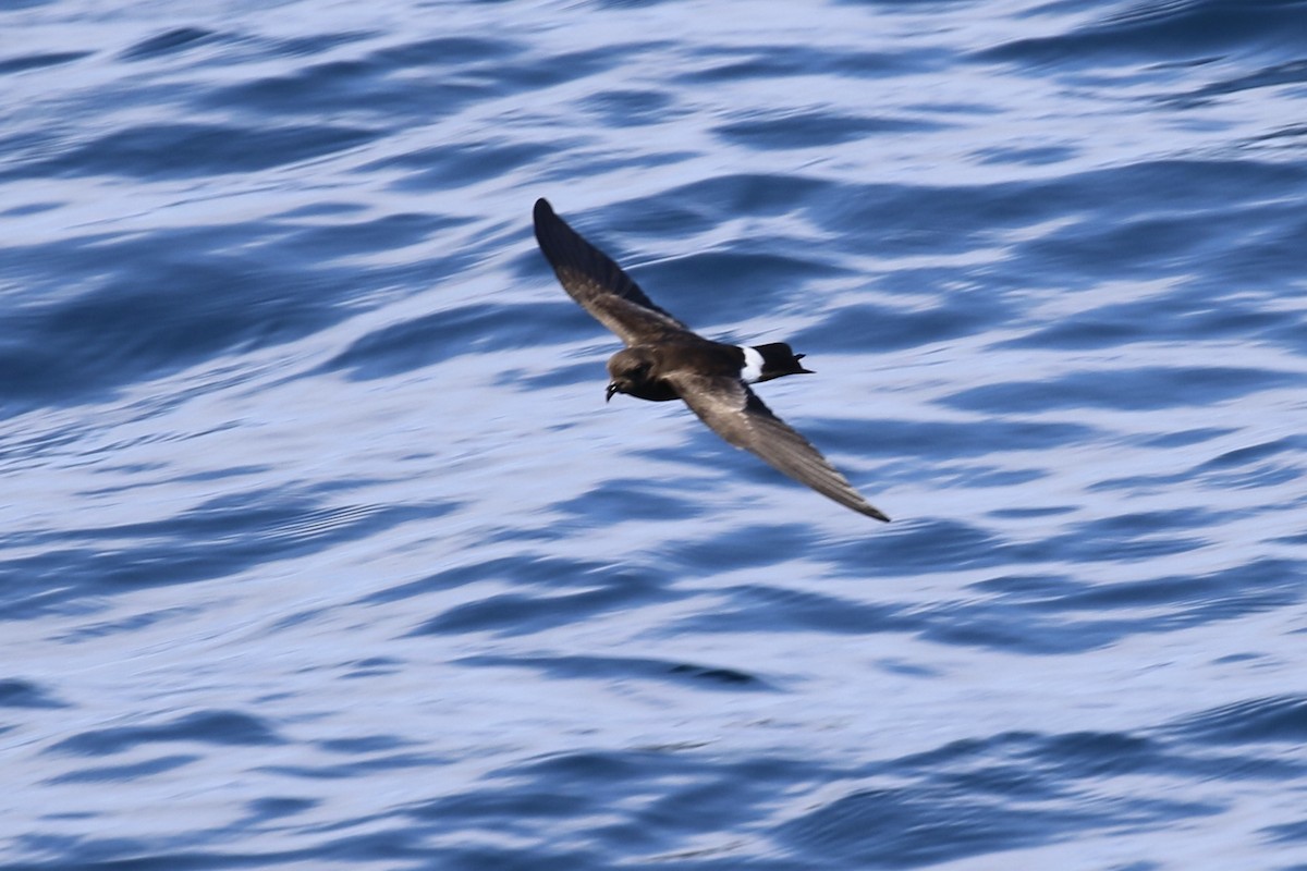 Elliot's Storm-Petrel - Susan Murphy