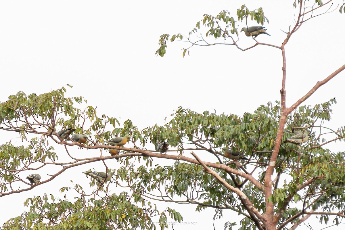 Large Green-Pigeon - Kittakorn Inpang
