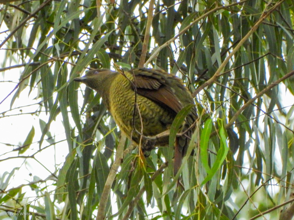 Satin Bowerbird - ML617351677