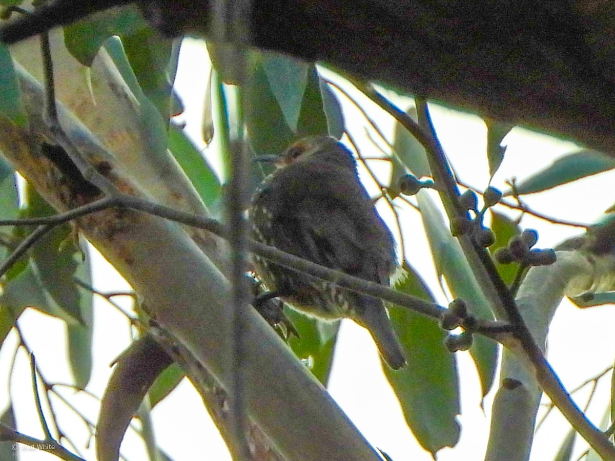 Red-browed Treecreeper - ML617351678