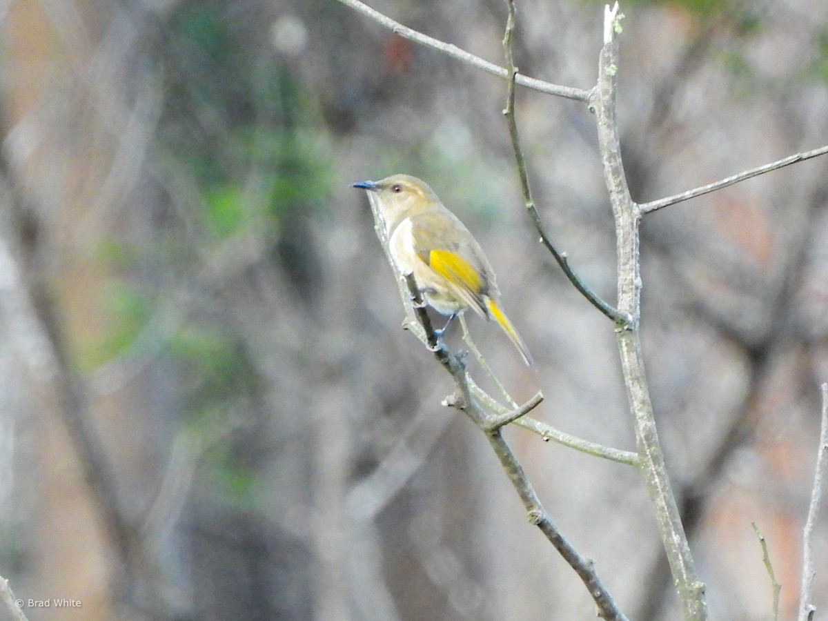 Crescent Honeyeater - ML617351683