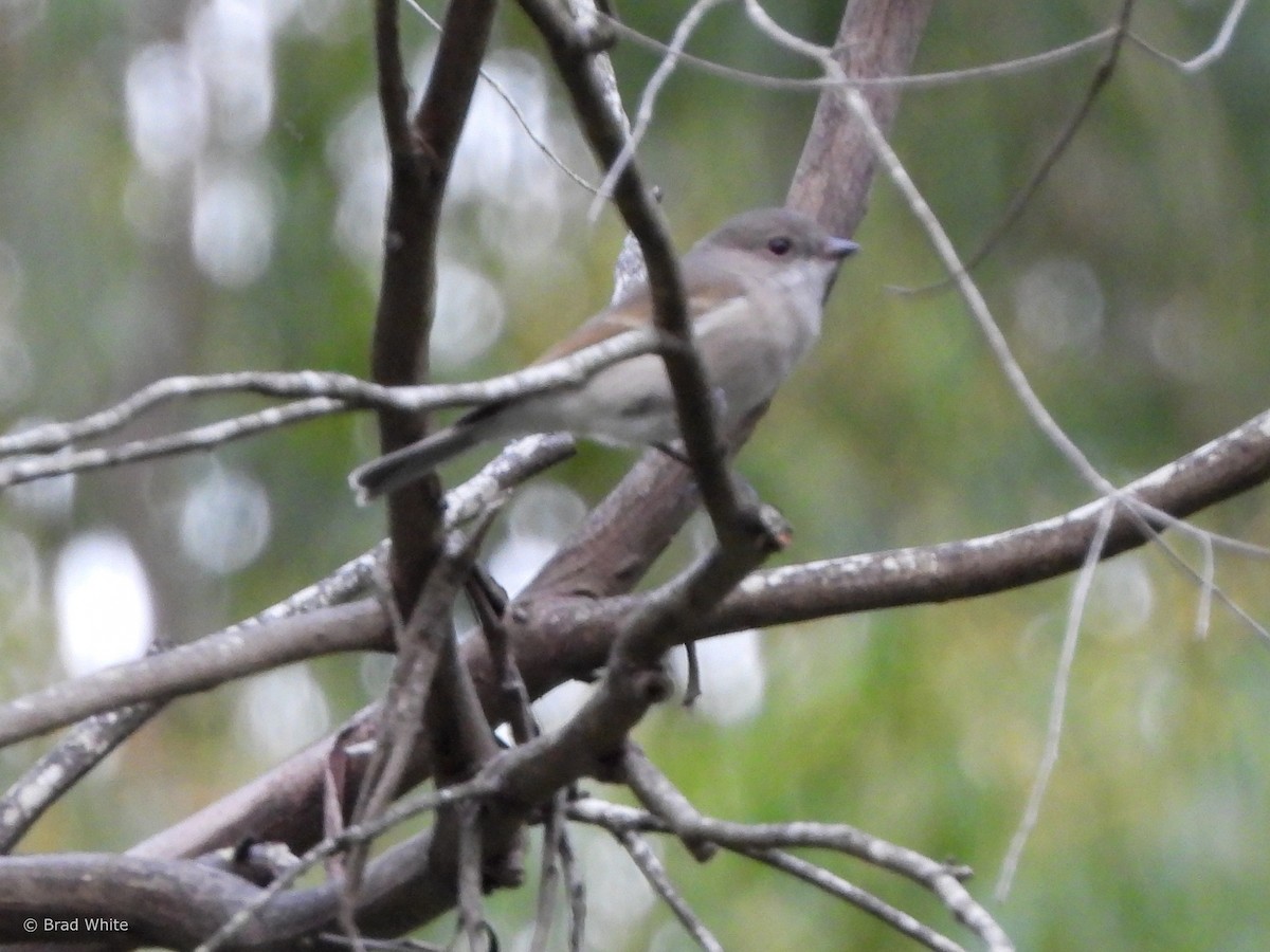 Golden Whistler - ML617351685