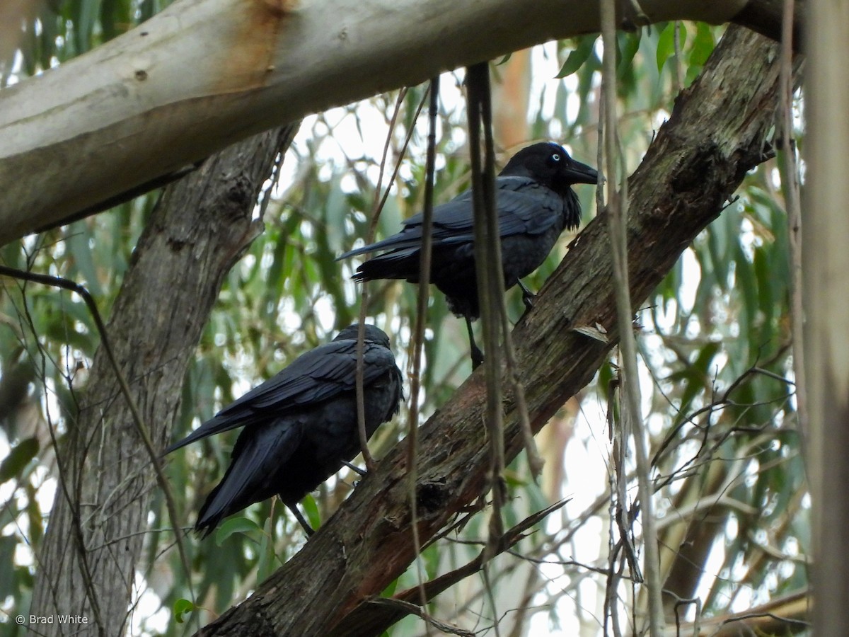 Corbeau d'Australie - ML617351693