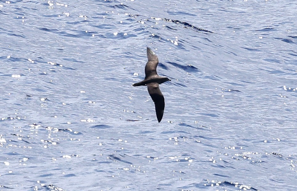 Kermadec Petrel - ML617351695