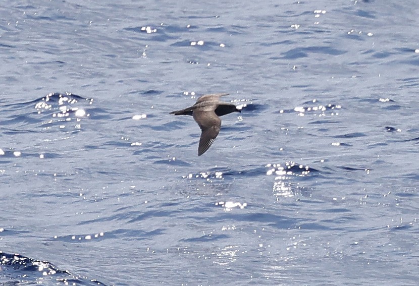 Kermadec Petrel - ML617351696