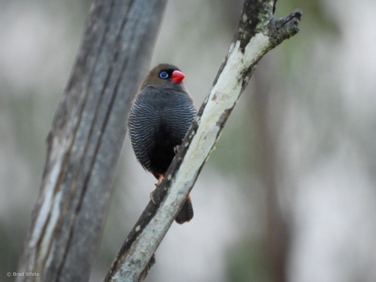 Beautiful Firetail - ML617351699