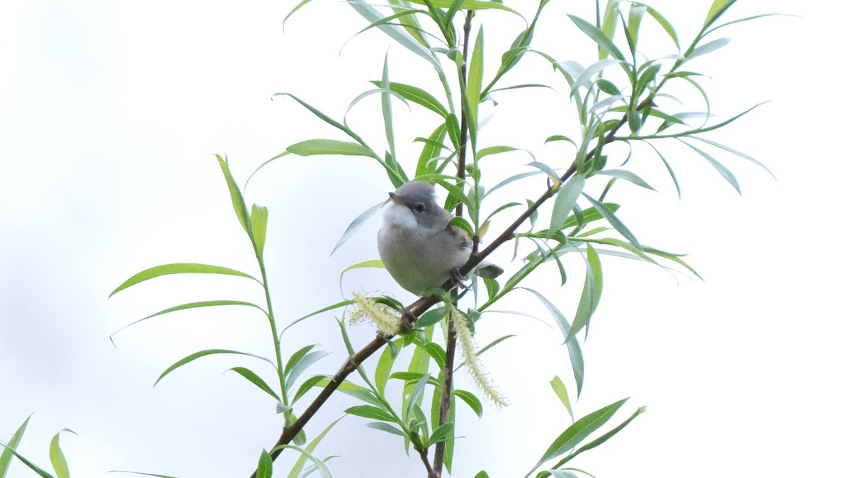 Greater Whitethroat - ML617351829