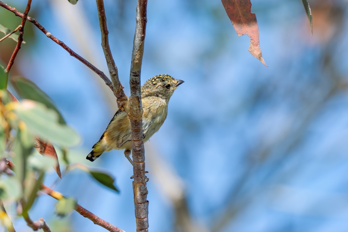 Spotted Pardalote - ML617351886