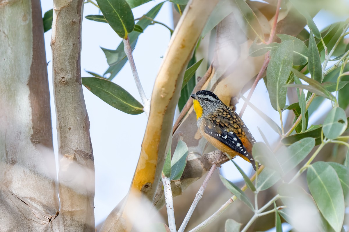Spotted Pardalote - ML617351887