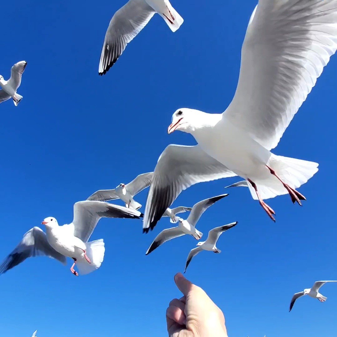 Mouette rieuse - ML617351890