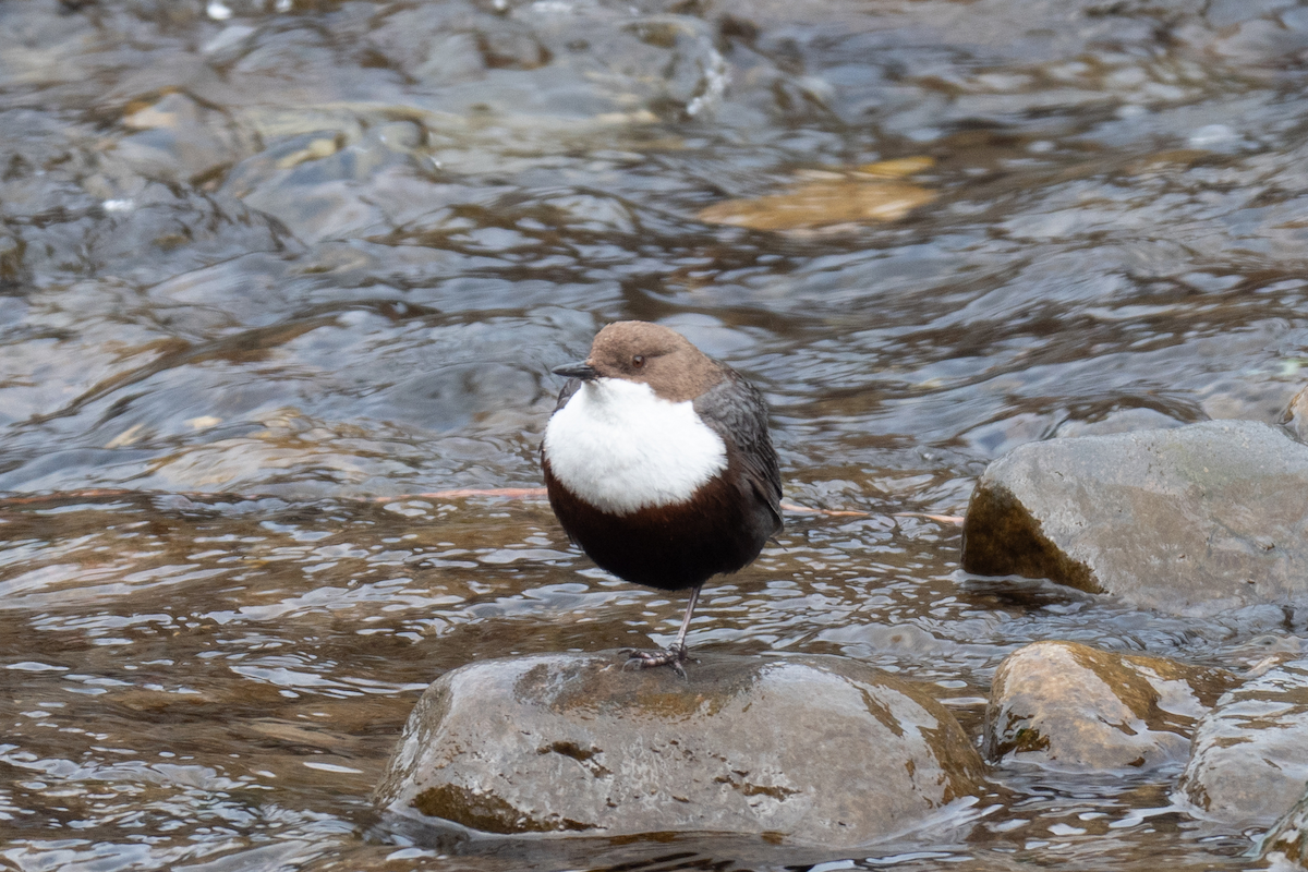 White-throated Dipper - ML617351891