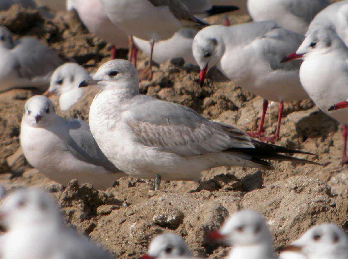 Common Gull - Delfin Gonzalez