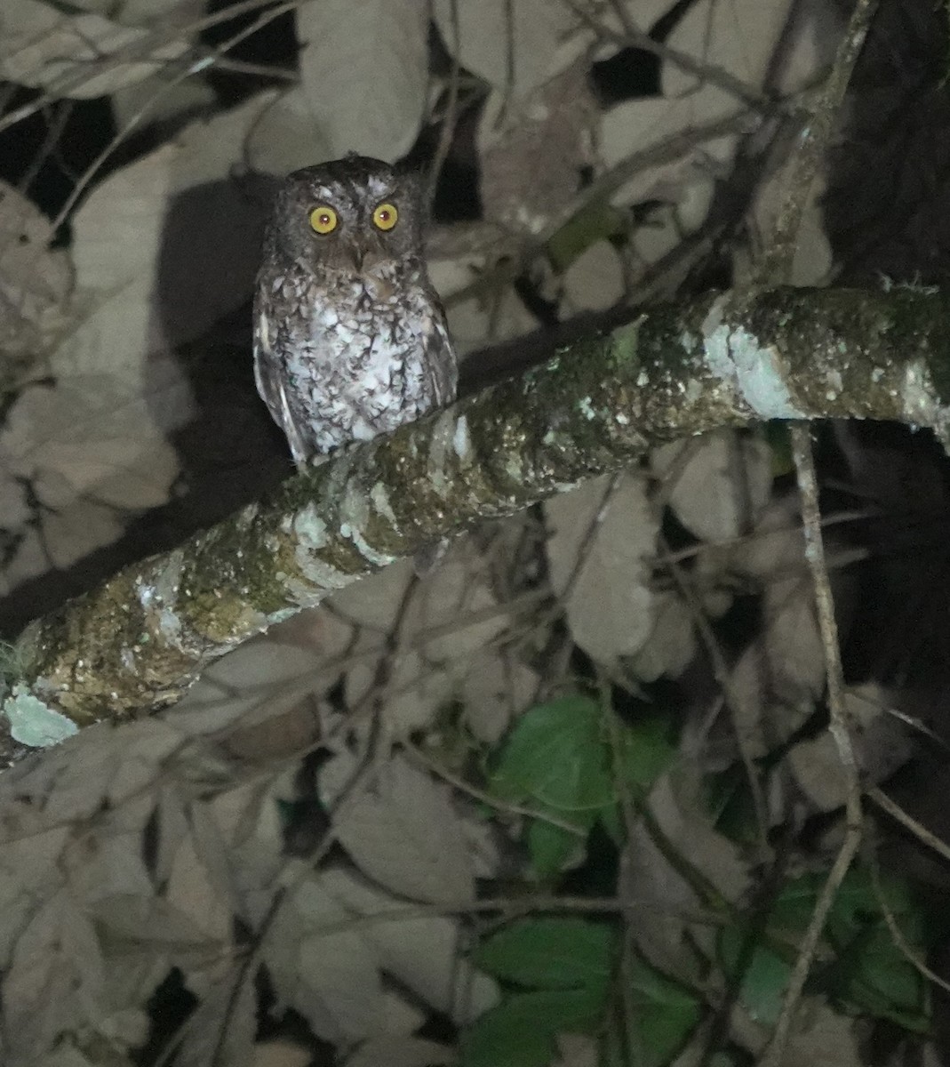 Mindanao Scops-Owl - ML617351905