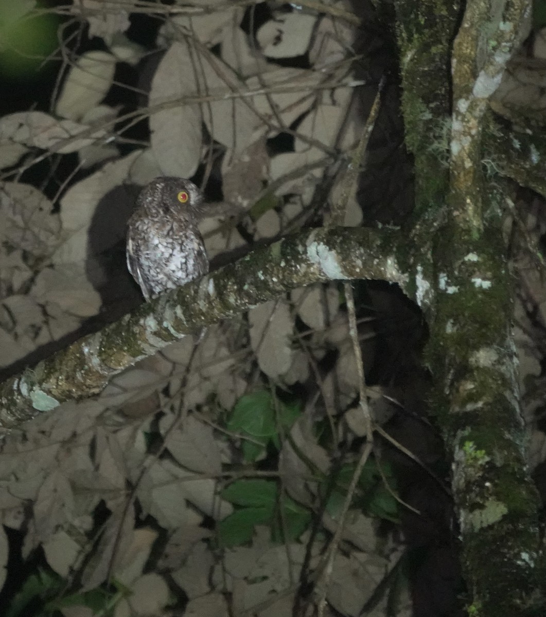 Mindanao Scops-Owl - ML617351906