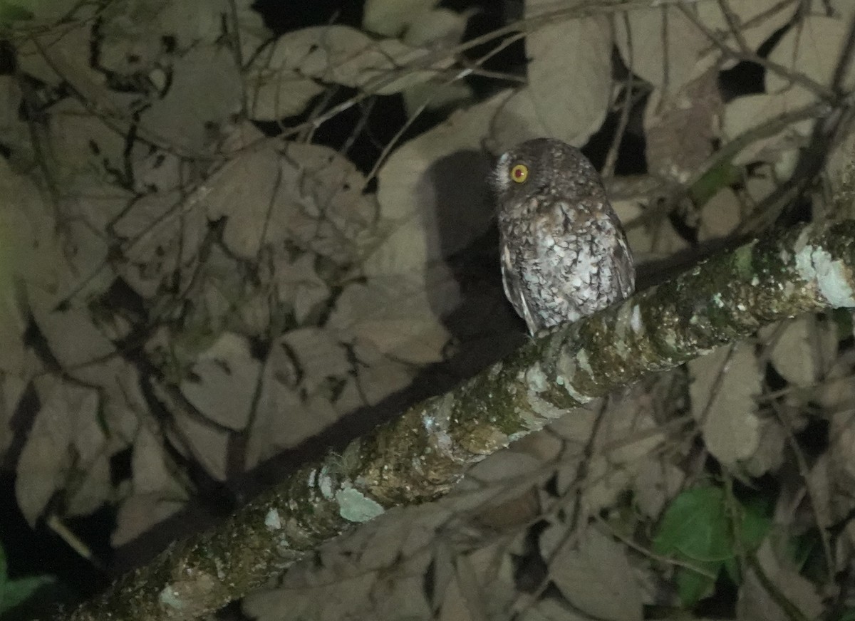 Mindanao Scops-Owl - ML617351907