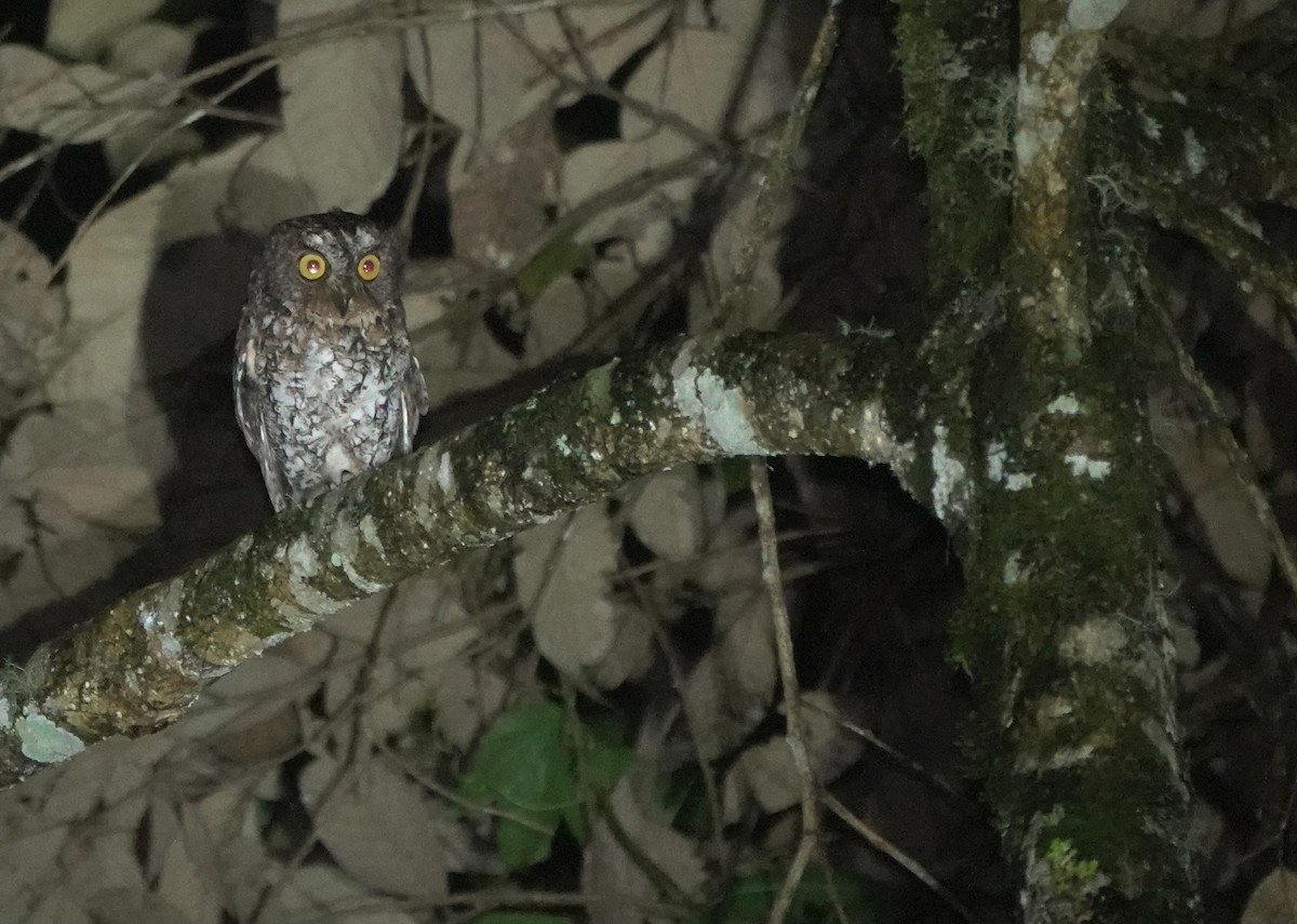 Mindanao Scops-Owl - ML617351908