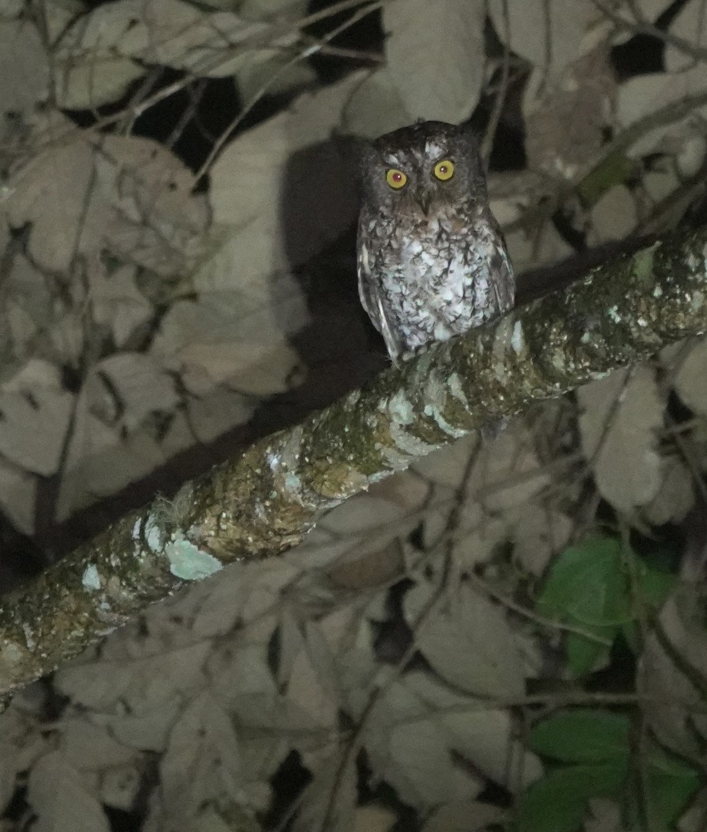 Mindanao Scops-Owl - ML617351909
