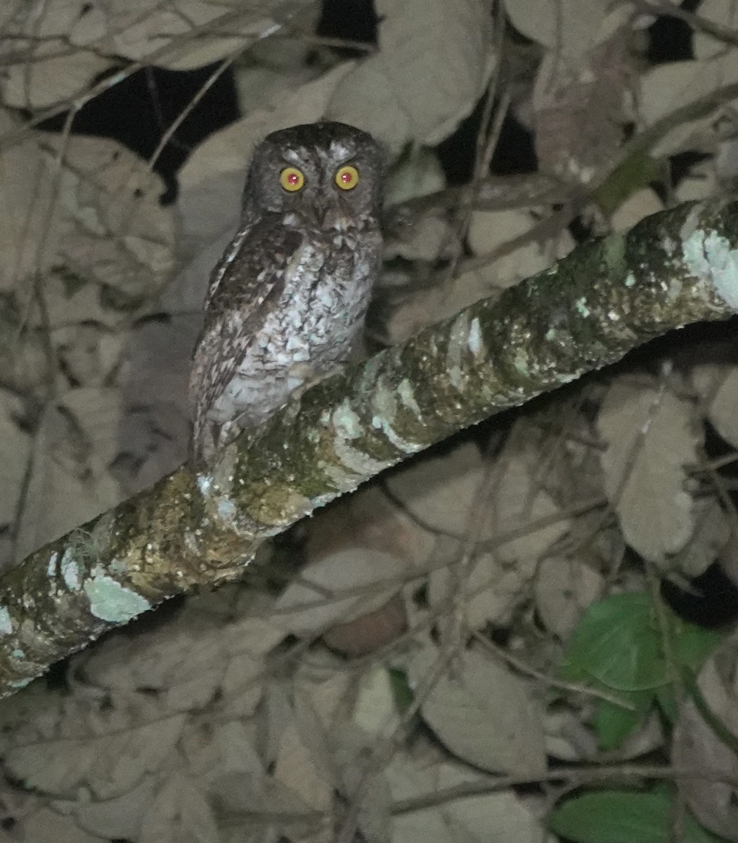 Mindanao Scops-Owl - ML617351910