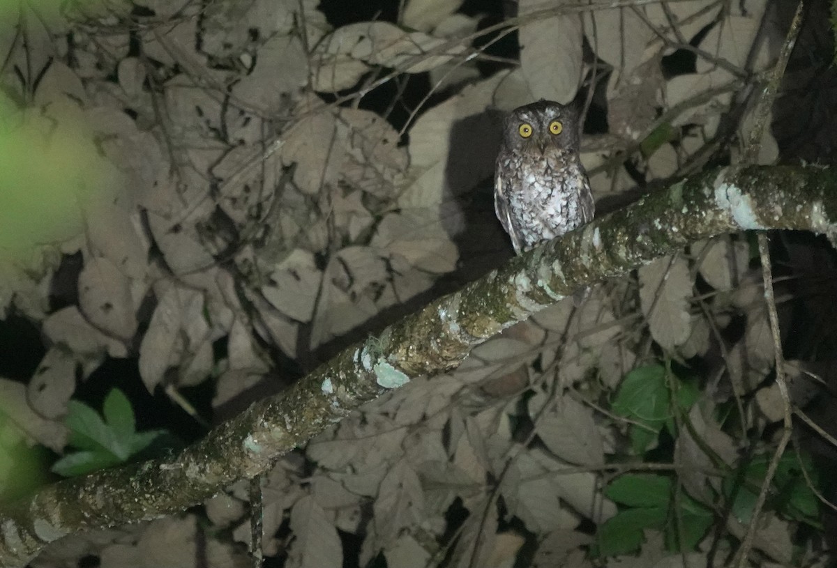 Mindanao Scops-Owl - ML617351911