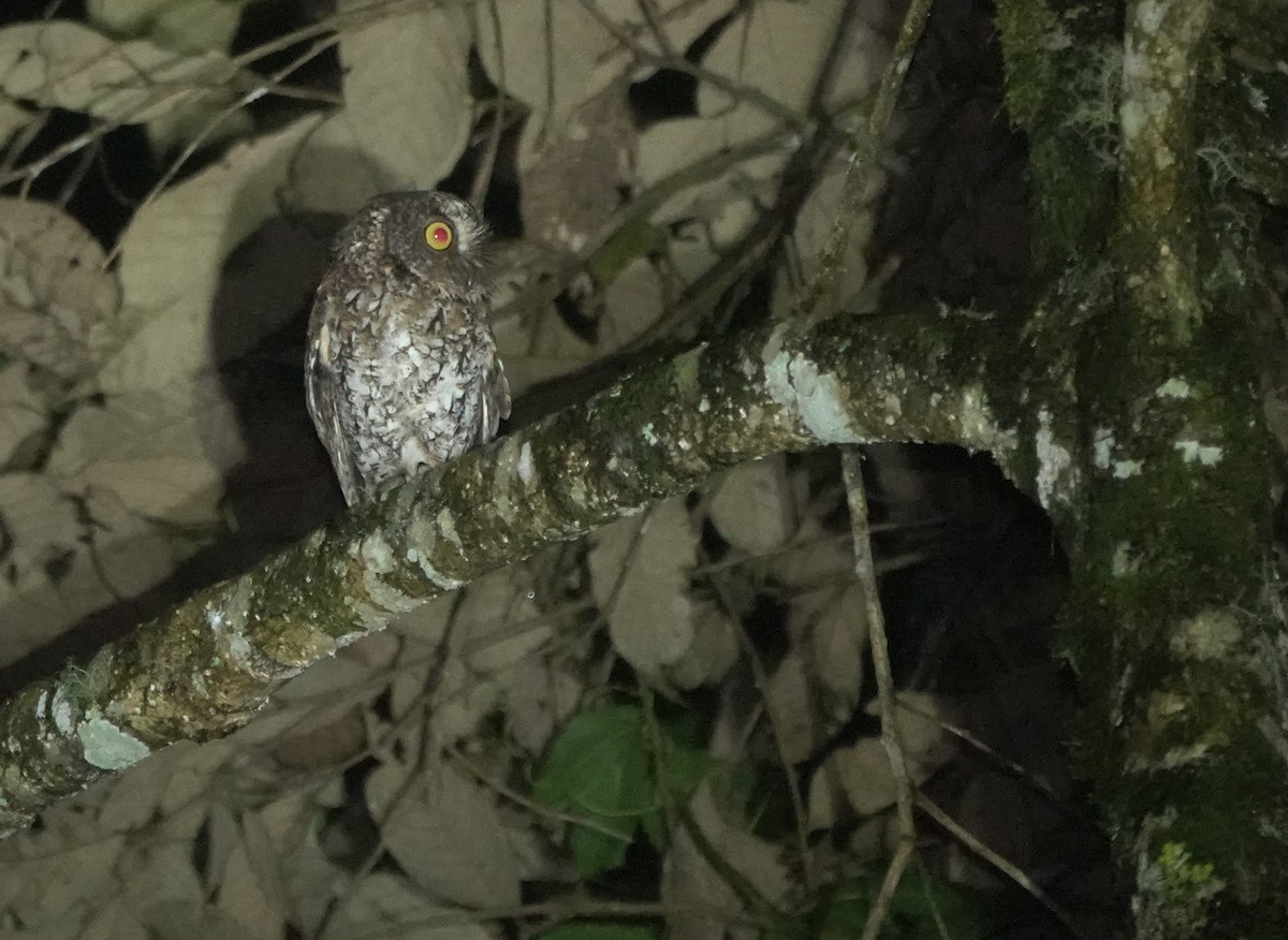 Mindanao Scops-Owl - ML617351912