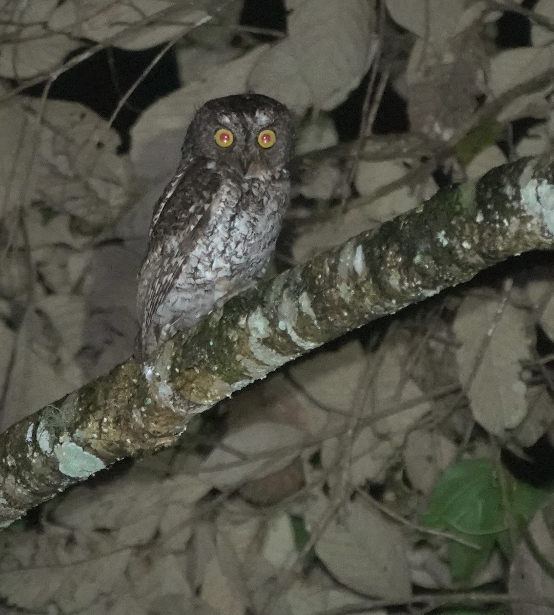 Mindanao Scops-Owl - ML617351913