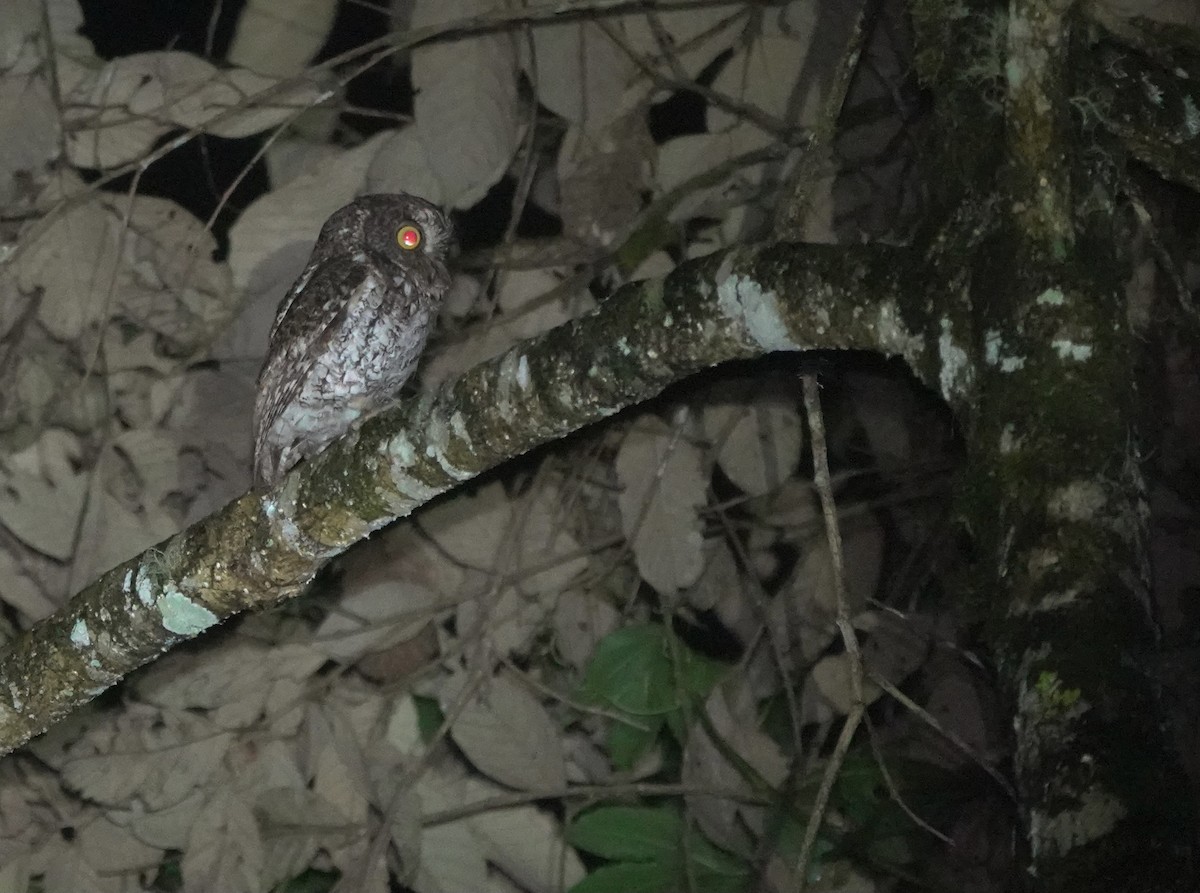 Mindanao Scops-Owl - Martin Kennewell