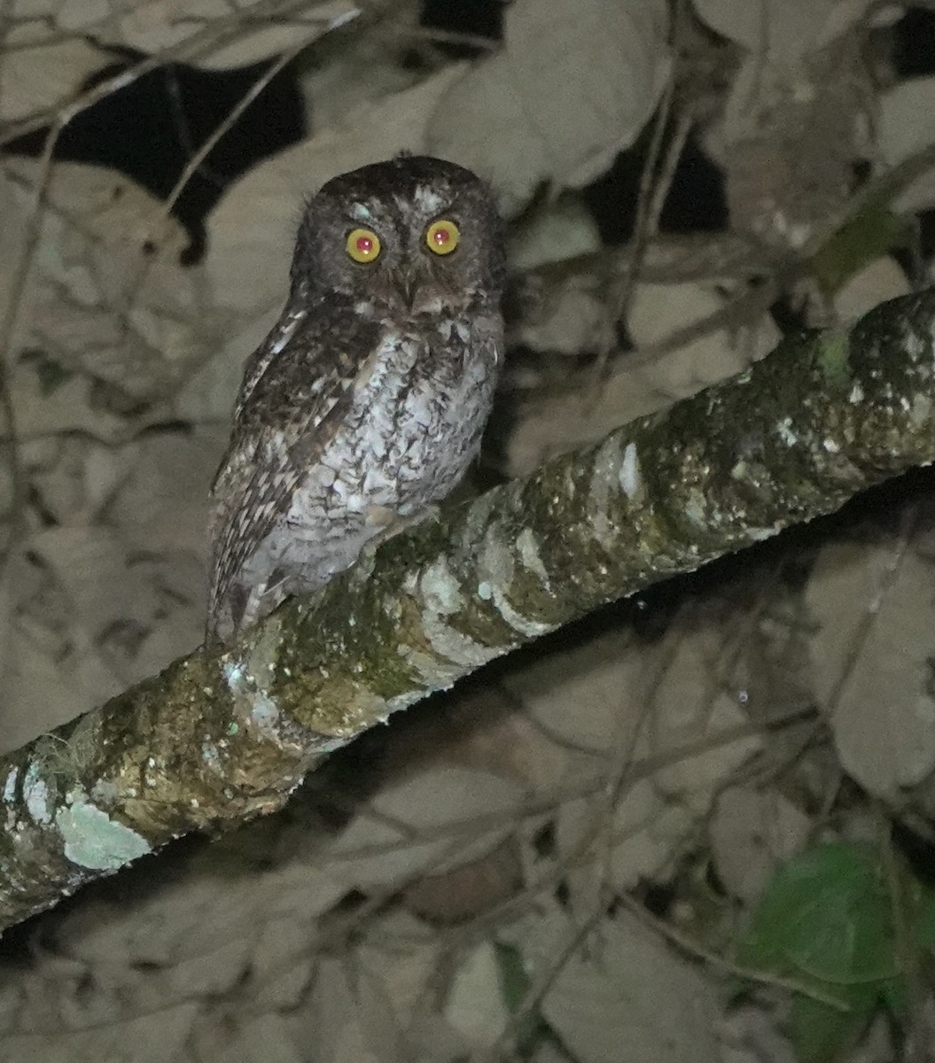 Mindanao Scops-Owl - ML617351915