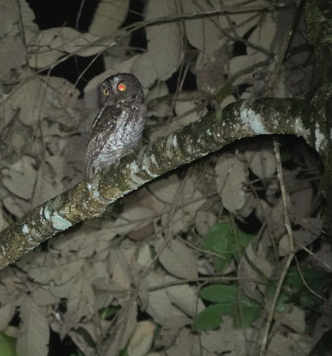 Mindanao Scops-Owl - ML617351916